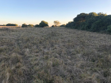 Campo 15HA